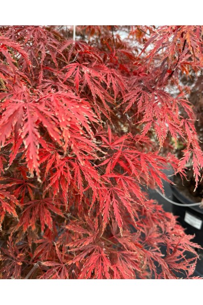 Клен віяловий Inaba-shidare